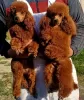 Additional photos: Toy Poodle and Miniature Poodle, puppies available