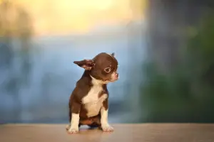 Additional photos: Chocolate chihuahua