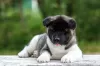 Photo №3. American Akita puppies. Russian Federation