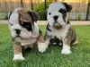 Photo №1. english bulldog - for sale in the city of Karlstad | negotiated | Announcement № 55321