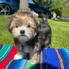 Photo №1. yorkshire terrier - for sale in the city of Denver | Is free | Announcement № 22348