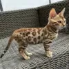 Photo №1. bengal cat - for sale in the city of Helsinki | 424$ | Announcement № 130409