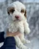 Photo №1. non-pedigree dogs - for sale in the city of Франкфурт-на-Майне | negotiated | Announcement № 121575