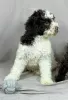 Photo №4. I will sell lagotto romagnolo in the city of Нови Сад. breeder - price - negotiated