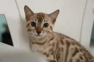 Additional photos: Bengal kitten