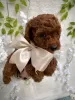 Additional photos: Red toy poodle puppies