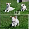 Photo №2 to announcement № 19505 for the sale of jack russell terrier - buy in Belarus from nursery