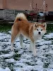 Photo №2 to announcement № 129126 for the sale of akita - buy in Serbia breeder