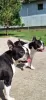 Photo №1. boston terrier - for sale in the city of Kikinda | Is free | Announcement № 107280