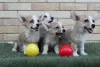 Additional photos: Welsh Corgi Pembroke puppies