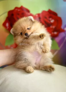 Additional photos: Pomeranian Pomeranian Puppies Girls