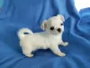 Photo №4. I will sell chihuahua in the city of Калифорния Сити. breeder - price - 255$