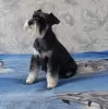 Photo №1. schnauzer - for sale in the city of Novorossiysk | 540$ | Announcement № 11200