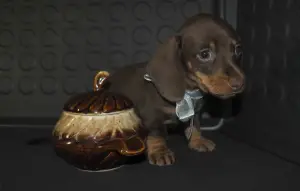 Additional photos: TAXES / mini puppies - CHOCOLATE color