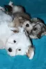 Photo №4. I will sell havanese dog in the city of Москва. from nursery - price - negotiated