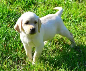 Photo №3. Labrador Retriever Puppies. Ukraine