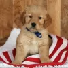 Photo №2 to announcement № 99393 for the sale of golden retriever - buy in Germany private announcement