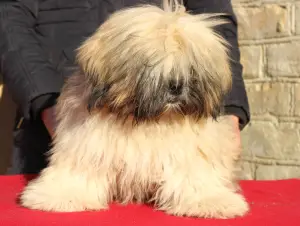 Photo №3. Promising Lhasa Apso baby. Ukraine