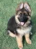 Photo №2 to announcement № 97231 for the sale of german shepherd - buy in Germany private announcement, from nursery, breeder