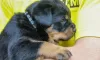 Additional photos: Rottweiler puppy