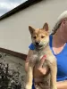 Photo №4. I will sell shiba inu in the city of Zrenjanin.  - price - negotiated