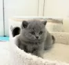 Photo №2 to announcement № 118025 for the sale of british shorthair - buy in United States private announcement