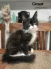 Additional photos: Maine Coon kittens 14 weeks old