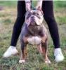 Photo №1. american bully - for sale in the city of Voronezh | 1380$ | Announcement № 25715