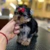 Photo №1. yorkshire terrier - for sale in the city of Франкфурт-на-Майне | negotiated | Announcement № 130633