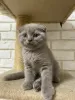 Photo №1. scottish fold - for sale in the city of Krasnodar | negotiated | Announcement № 57072