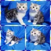 Photo №1. scottish fold - for sale in the city of Minsk | negotiated | Announcement № 33350