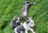 Photo №3. American PitBull Terrier puppies for sale. Finland