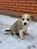 Photo №3. 5 adorable puppies are looking for a home!. Russian Federation