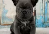 Photo №1. french bulldog - for sale in the city of Saariselkä | Is free | Announcement № 128229