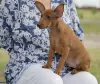 Photo №3. Puppy miniature pinscher dark red 3 months.. Belarus