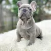 Photo №2 to announcement № 13068 for the sale of french bulldog - buy in Russian Federation private announcement