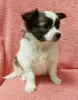 Photo №1. papillon dog - for sale in the city of Yaroslavl | 743$ | Announcement № 17278