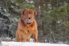 Photo №2. Mating service dogue de bordeaux. Price - negotiated