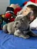 Photo №1. french bulldog - for sale in the city of Fort Lauderdale | 500$ | Announcement № 128197