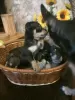 Additional photos: Selling Toy Terrier Puppies