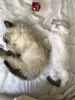 Additional photos: Vet checked Ragdoll Kittens for Sale available now for you