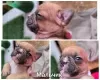 Additional photos: french bulldog puppies