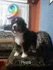 Photo №1. bernese mountain dog - for sale in the city of Leszno | 686$ | Announcement № 33386