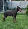 Additional photos: Doberman puppies