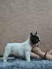 Additional photos: Beautiful french bulldog puppies