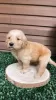 Photo №1. golden retriever - for sale in the city of Kreivilä | Is free | Announcement № 124072