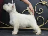 Additional photos: west highland white terrier puppy from Interchampion