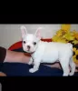 Photo №4. I will sell french bulldog in the city of Hannover. private announcement - price - 387$