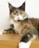 Photo №4. I will sell maine coon in the city of Berlin. breeder - price - 845$