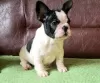 Photo №1. french bulldog - for sale in the city of Saarbrücken | 390$ | Announcement № 128708